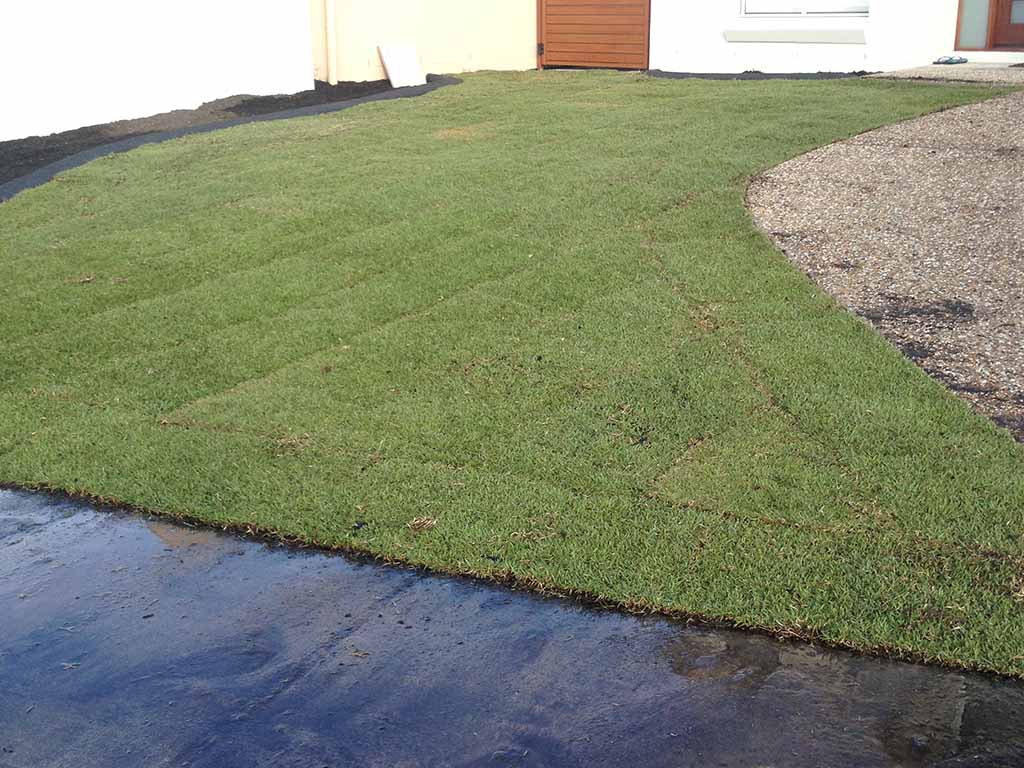 Empire Zoysia Turf Varieties Tinamba Turf